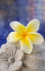 Heilige Frangipani Blume aus Bali (Indonesien)